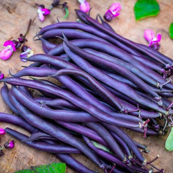 semillas de judias purple teepee enanas