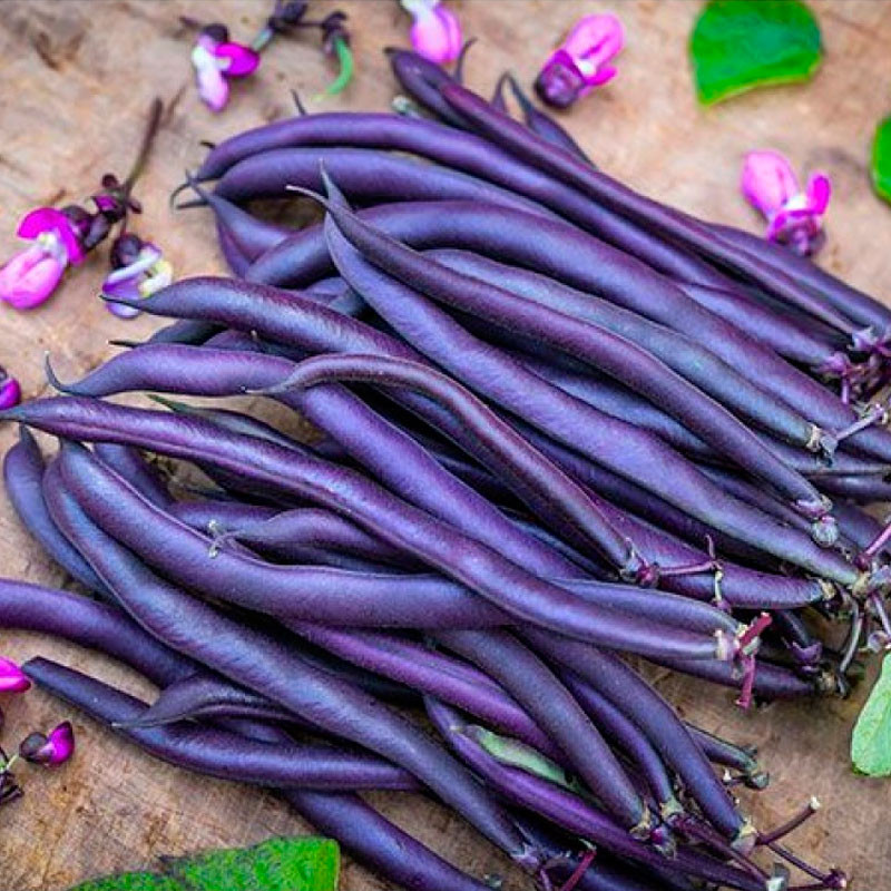Semillas de Judías enanas Purple Teepee - Frijoles morados