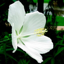 semillas de Hibiscus coccineus Blanco