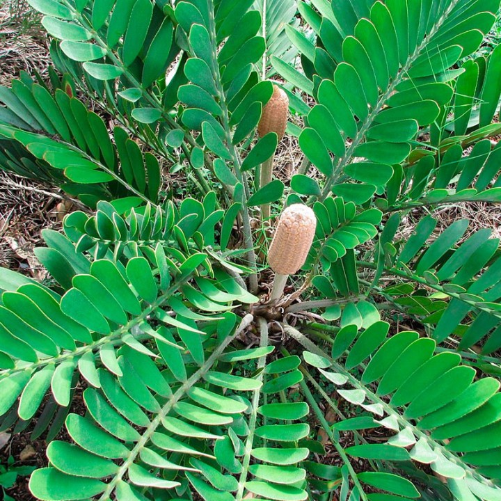 Semillas de Zamia furfuracea o Palma Bola | Tienda de semillas