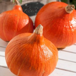 Semillas de Calabaza cebolla, Calabaza con forma de cebolla (Cucurbita maxima)