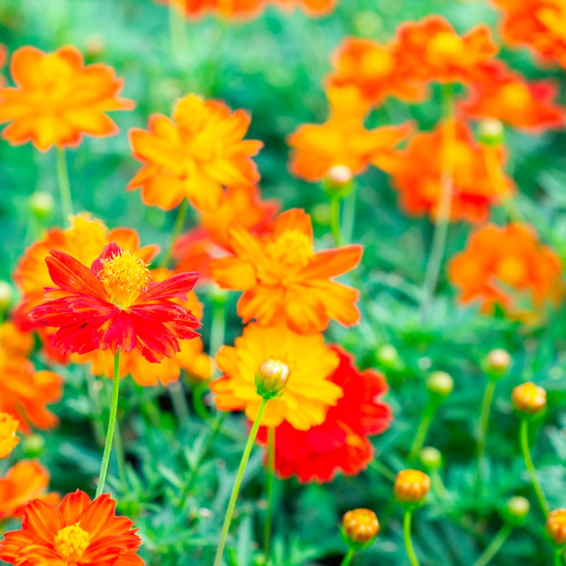 Semillas de Cosmos sulphureus de flores naranjas EntreSemillas