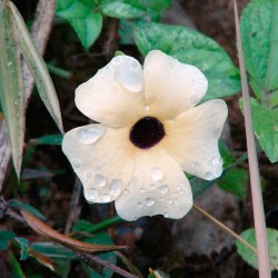 flor de thunbergia alata blanca