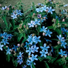 Semillas de Oxypetalum coeruleum o Tweedia coeruleum, flor azul