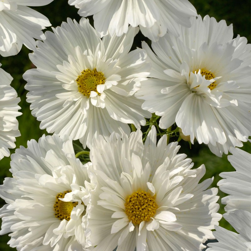 Cosmos bipinnatus blanco - 100 semillas