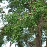 semillas de arbol mahka