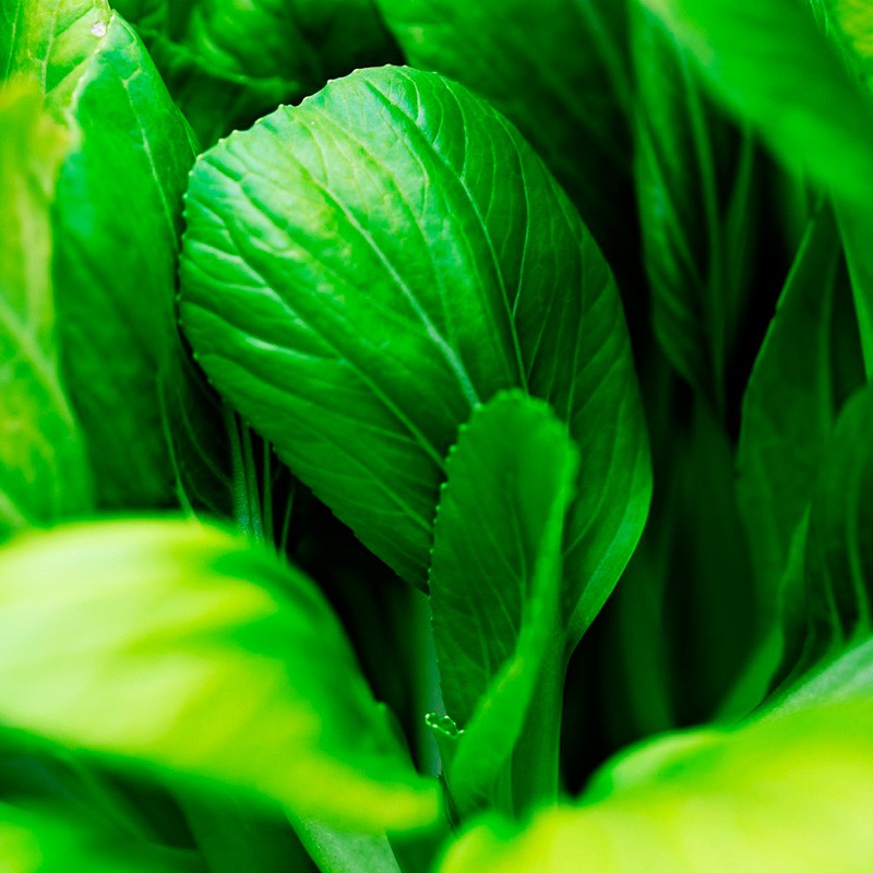 Semillas De Pak Choy O Pak Choi La Col Asi Tica Tienda De Semillas