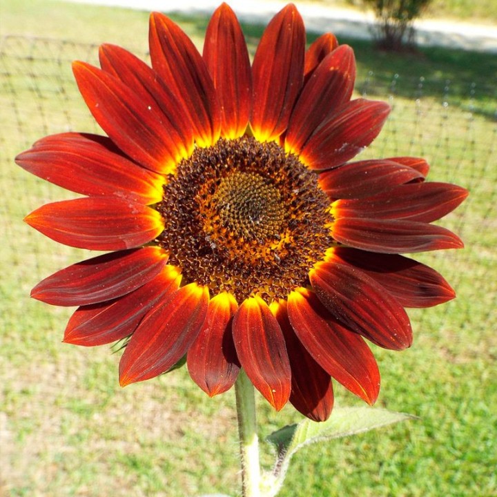 Semillas de Girasol rojo Velvet Queen | Especialistas en semillas
