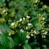flores de stevia