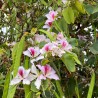 arbol orquideas semillas