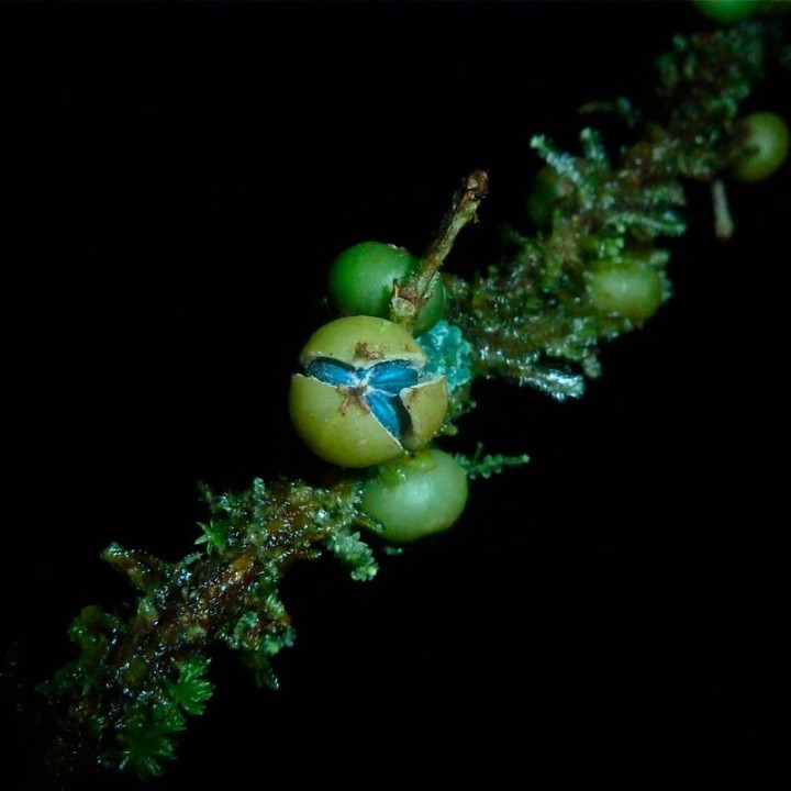 Semillas de Margaritaria nobilis | Tienda de semillas raras