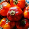 Solanum sessiliflorum roja semillas