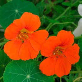 semillas de capuchina rastrera, semillas tropeolum minus, nasturtium