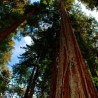 Sequoya roja - 15 semillas