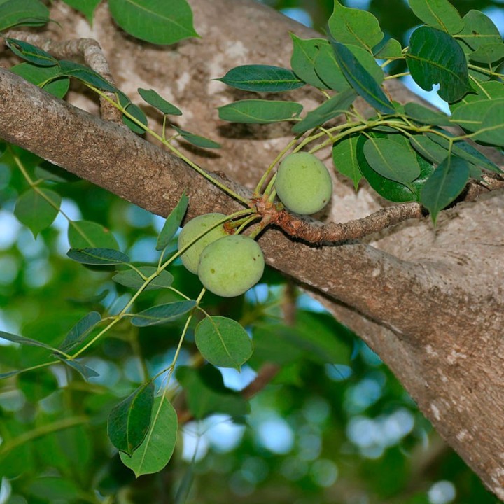 semillas de Marula arbol sudafrica amarula Sclerocarya birrea