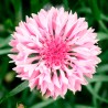 azulejo rosa semillas