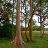 eucalipto colores semillas