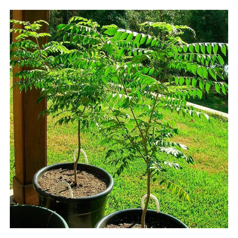 Árbol del Curry - 1 planta