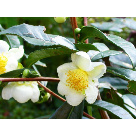 planta de camellia sinensis arbol del te comprar precio