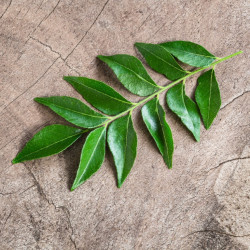 hojas del árbol del curry en semillas