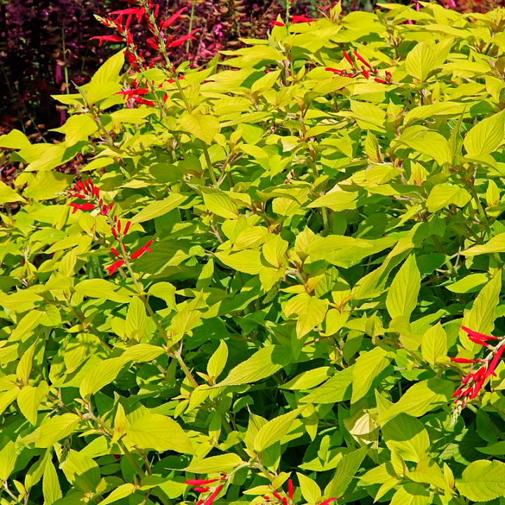 Plantas de sálvia abacaxi (Salvia elegans) | Especialistas em plantas raras