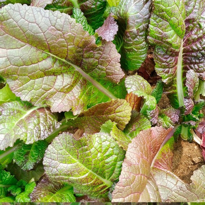 Semillas de Mostaza roja (Brassica juncea) | EntreSemillas