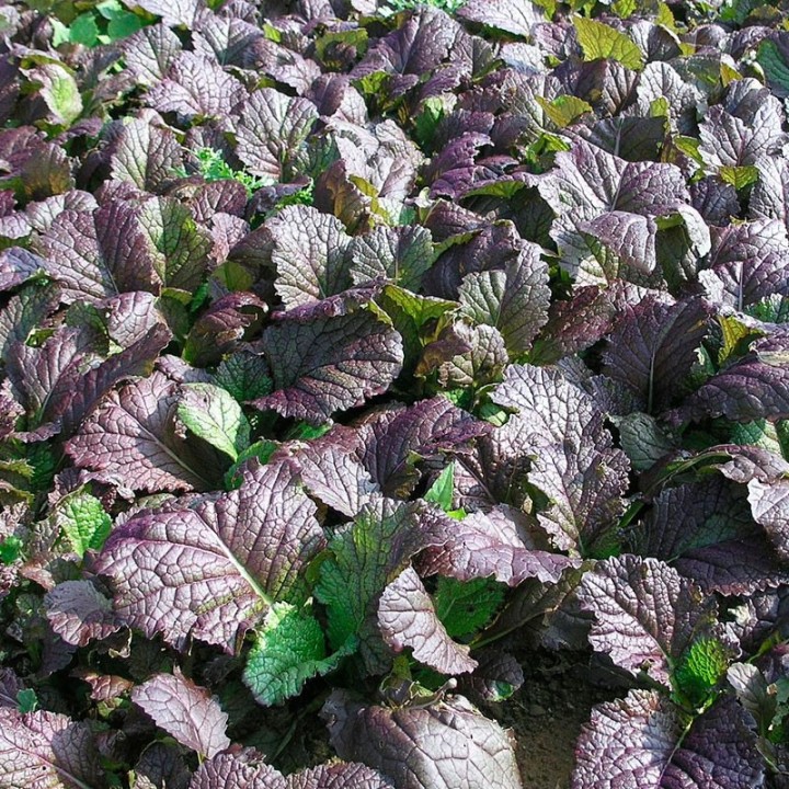 Semillas de Mostaza roja (Brassica juncea) | EntreSemillas