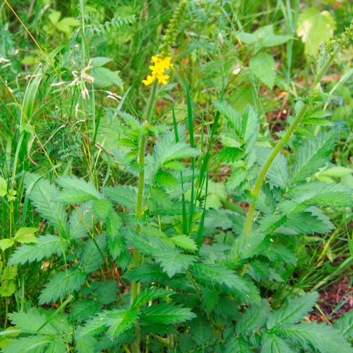 Semillas de Agrimonia eupatoria  | Tienda especializada en semillas
