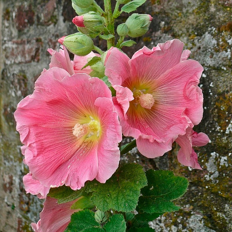 Semillas de Malva real Radiant Rose (color rosa) | Compra online