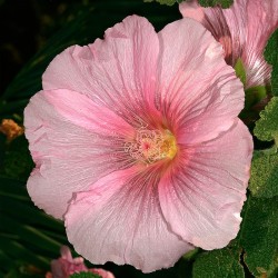 alcea rosea radiant rose semillas