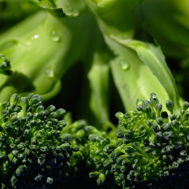 comprar semillas de brocoli para sembrar