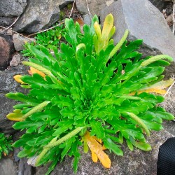 minutina plantago coronopus semillas