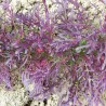 mizuna purpura semillas