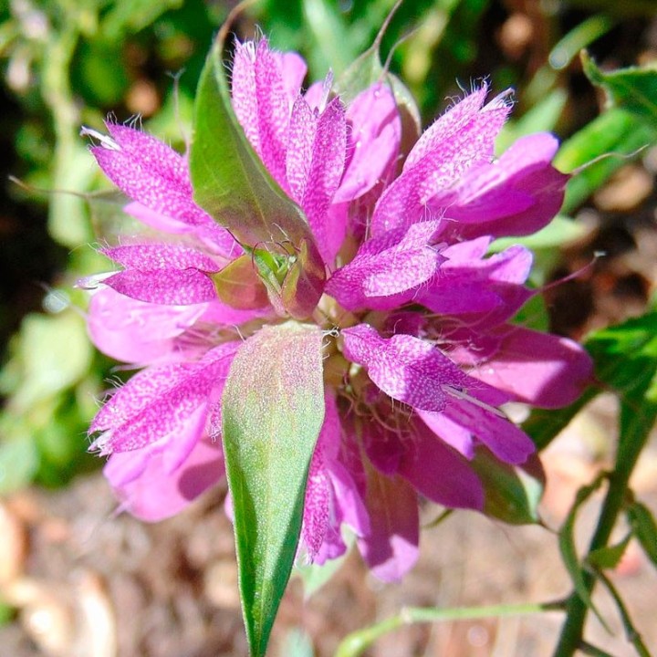 Monarda citriodora en Semillas | Monarda de limón