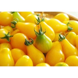 Tomate Cherry Pera Amarillo - Sobre 25 semillas