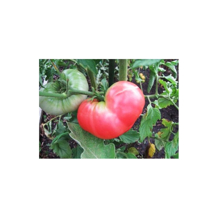 Tomate rosa Ponderosa - Sobre 25 semillas