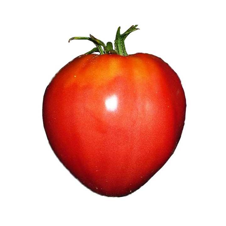 Tomate Corazón de Buey - Sobre 25 semillas