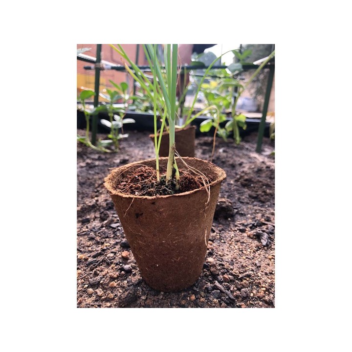Macetas de cultivo redondas de fibra natural Ø6cm (6u) | EntreSemillas