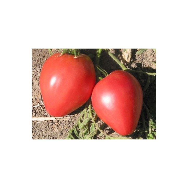 Tomate Corazón de Buey Rosa - Sobre 25 semillas