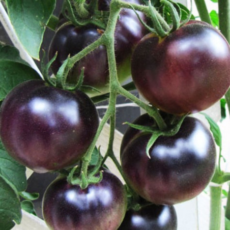 Tomate Black Cherry - Sobre 25 semillas