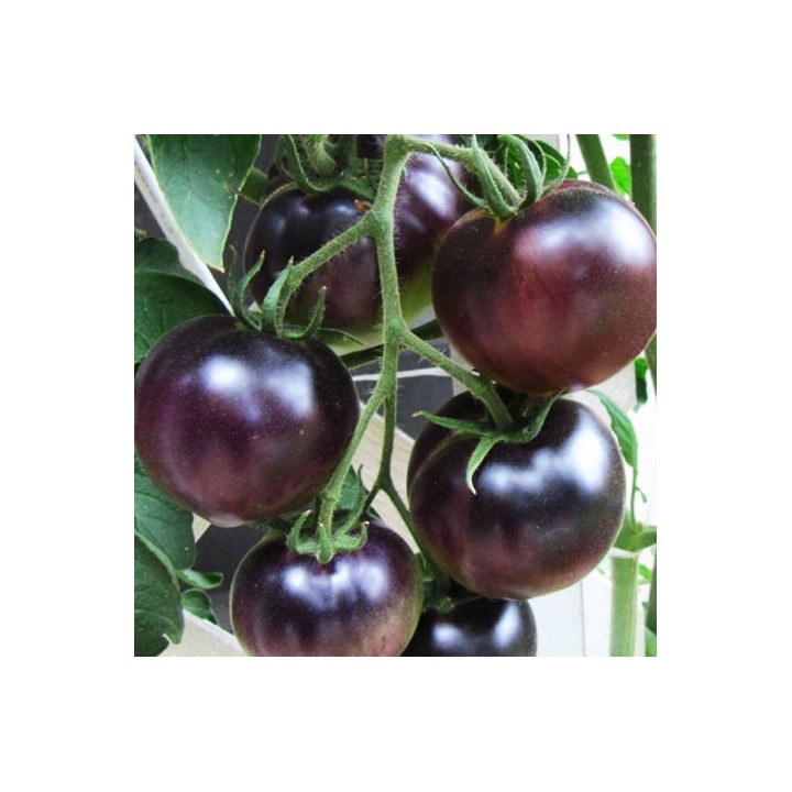 Tomate Black Cherry - Sobre 25 semillas