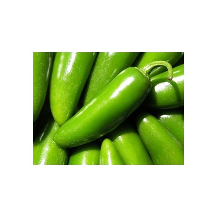 Pimiento Tam Jalapeño - Sobre 20 semillas