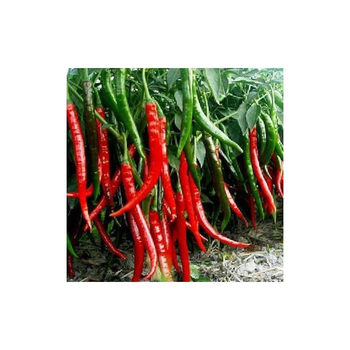 Pimiento Cayena Largo - Sobre 20 semillas