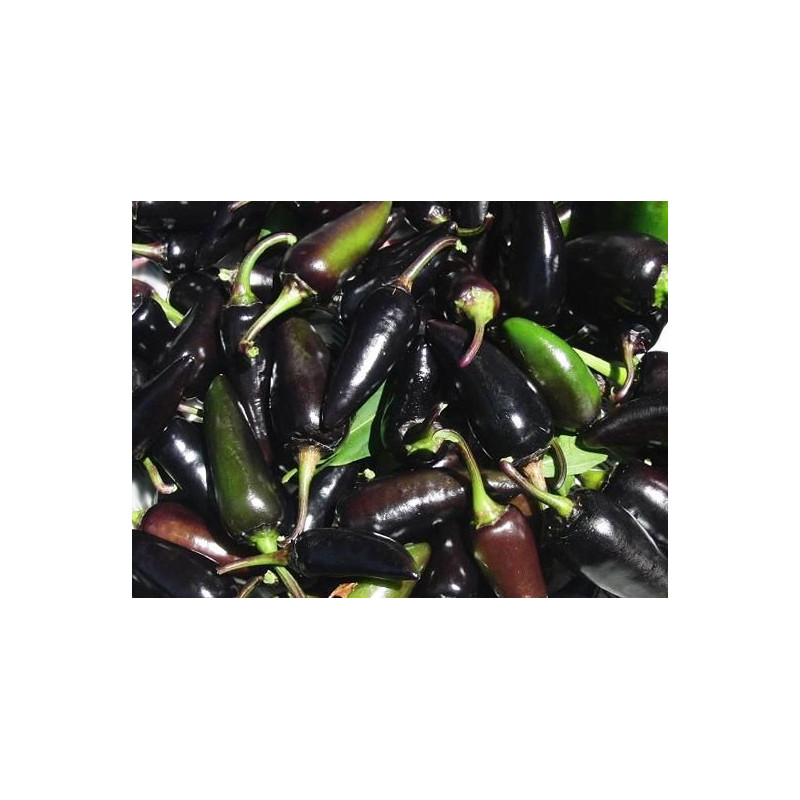 Pimiento Serrano Purple - Sobre 20 semillas