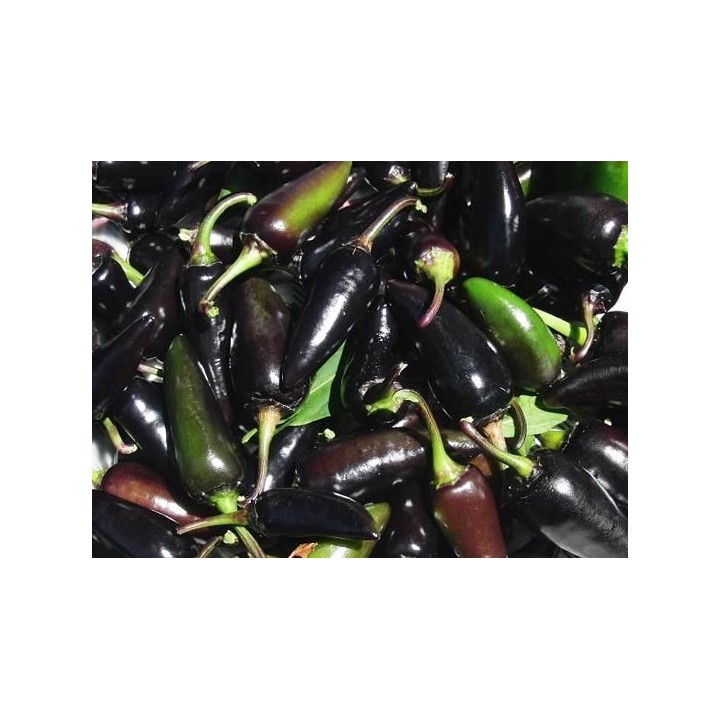 Pimiento Serrano Purple - Sobre 20 semillas