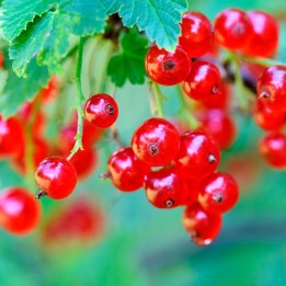 Grosellero rojo Jonkheer van Tets - 1 planta | EntreSemillas