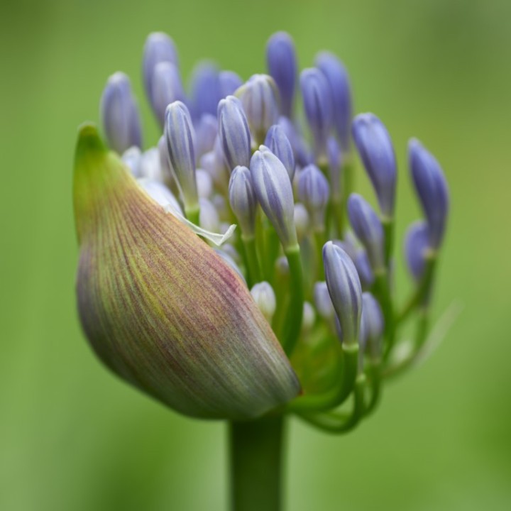 Plantas de Agapantos (Agapanthus africanus) Lirio de África Lirio del Nilo