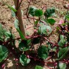 semillas de espinaca de malabar roja