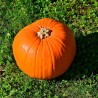 semillas de calabaza tipo halloween