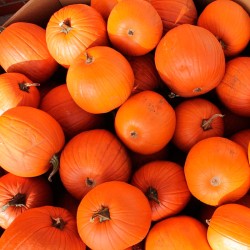 calabazas naranjas halloween para sembrar
